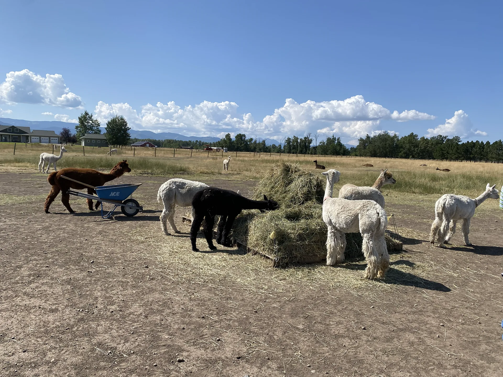 Alpacas of Montana