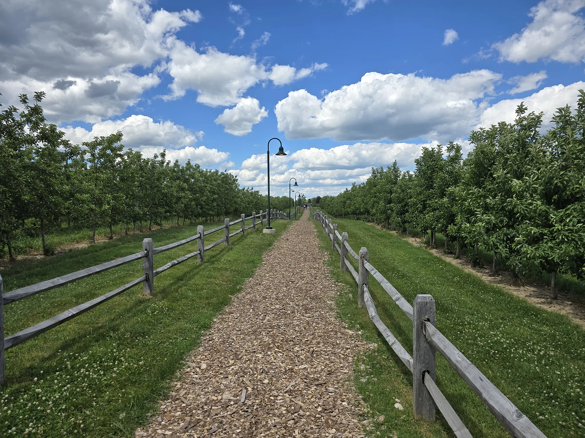 apple orchard at Angry Orchard