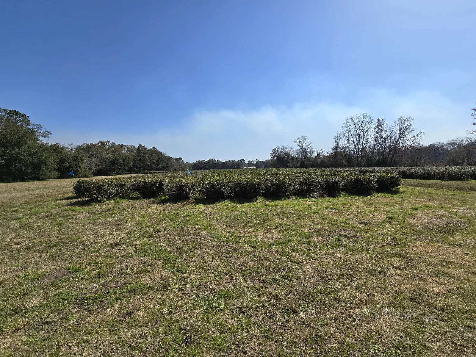 Charleston Tea Garden
