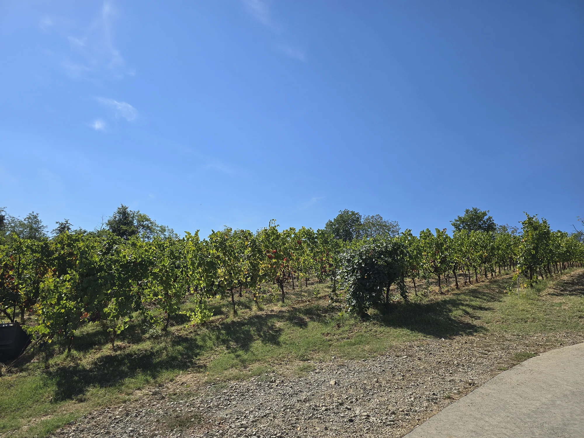 lambrusco wine vineyard