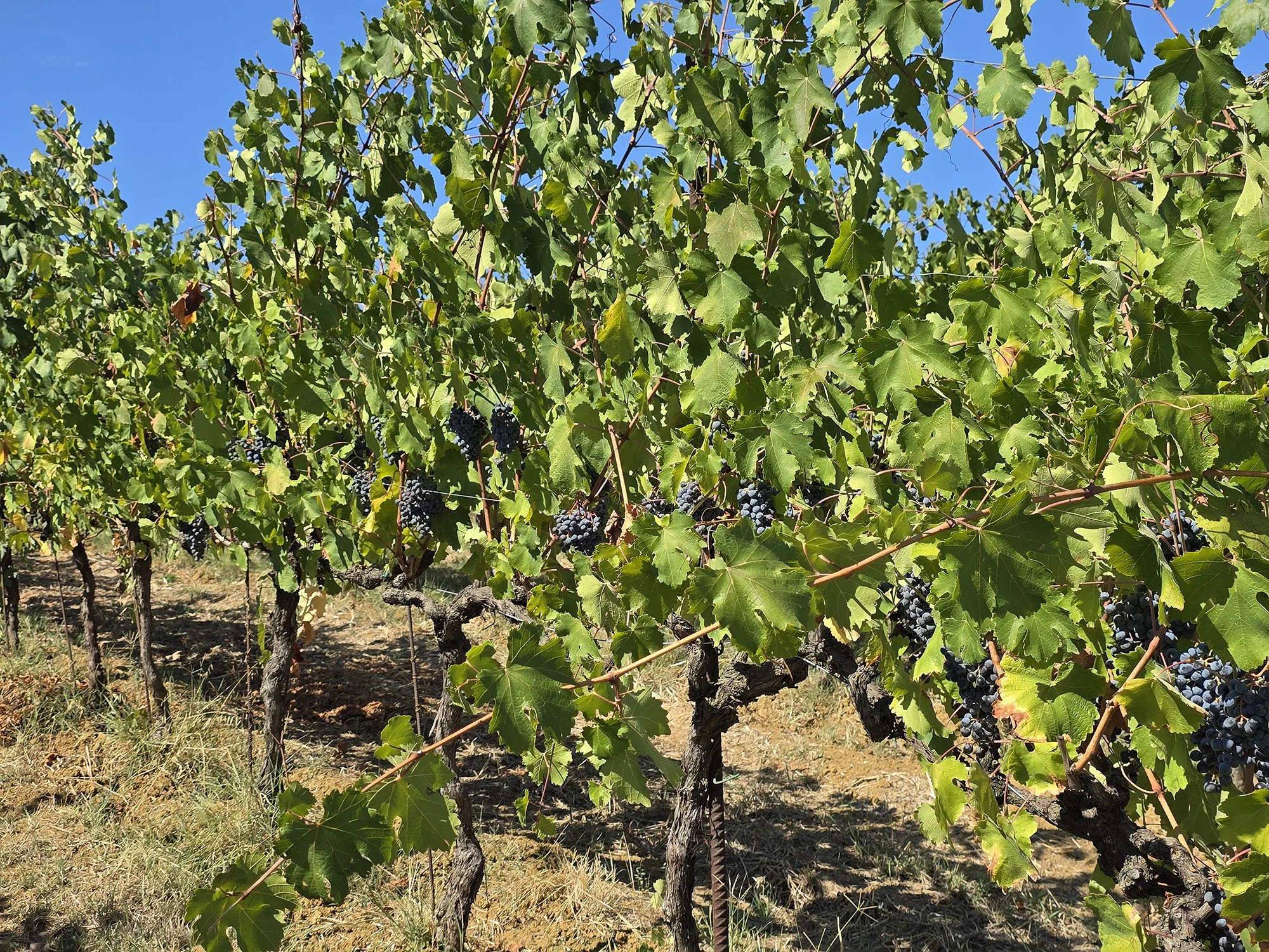 lambrusco grape vines