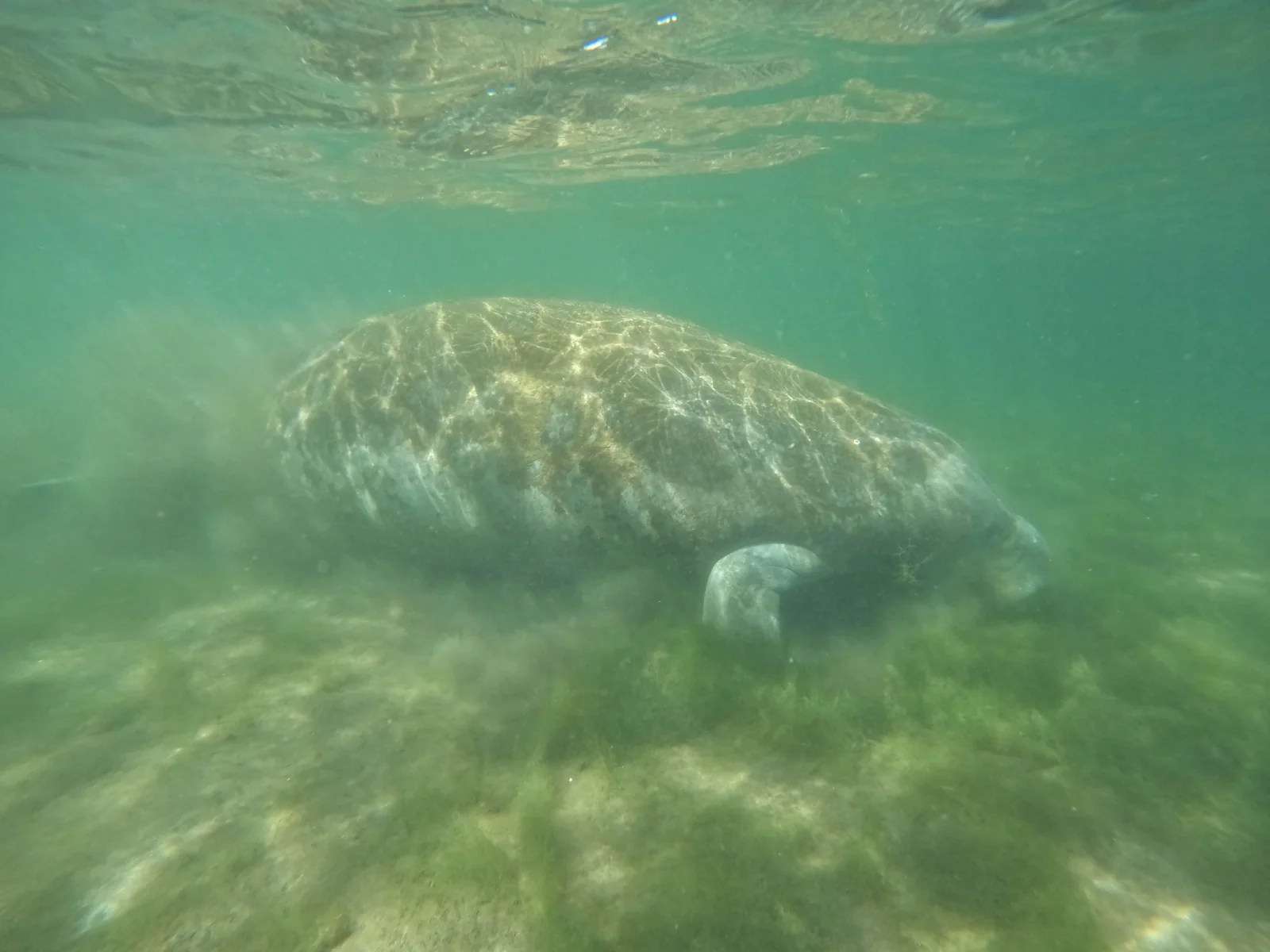 Manatee Snorkeling Tour