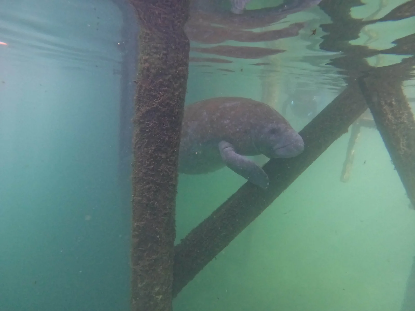 Manatee Snorkeling Tour
