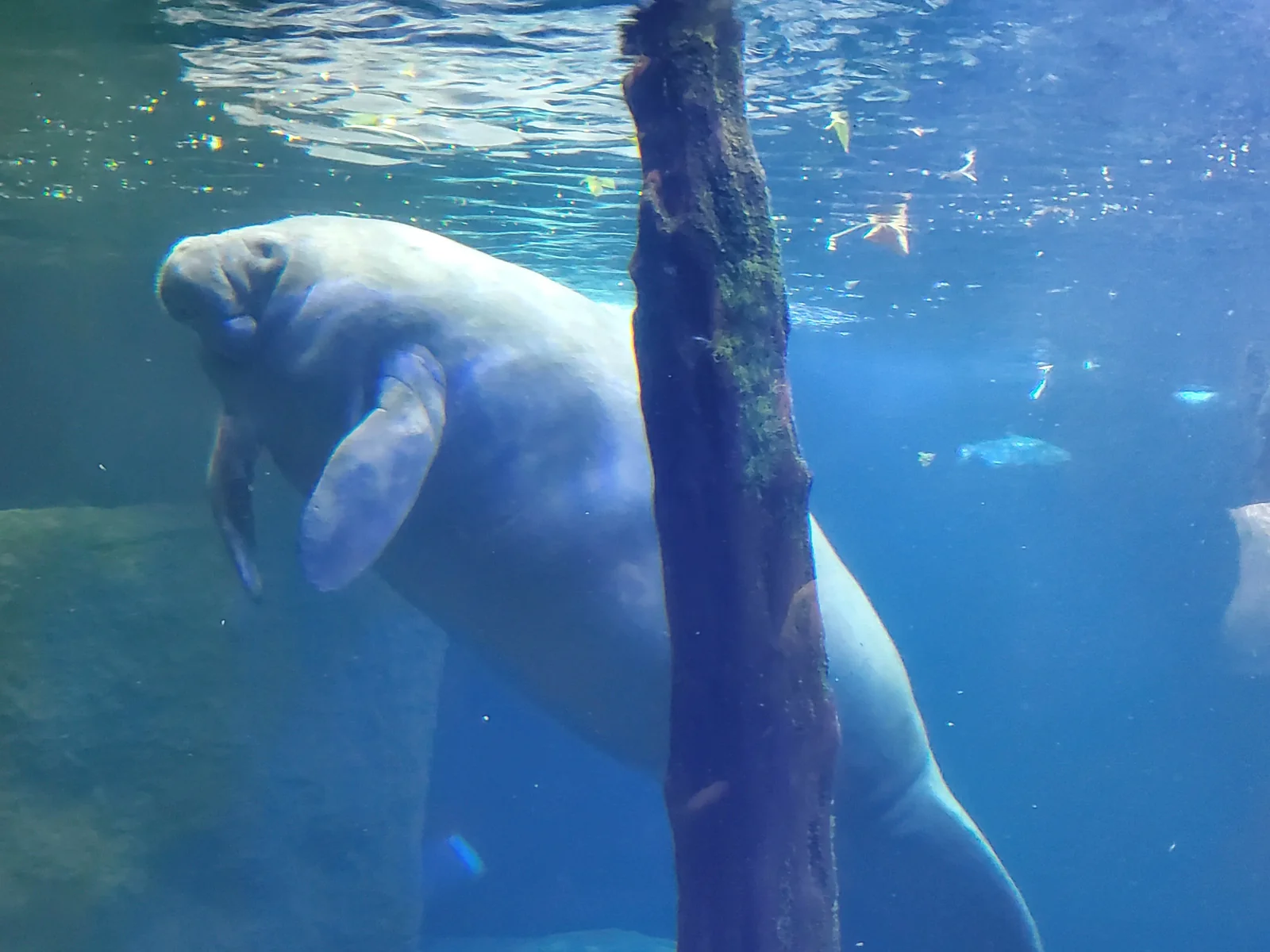 Dallas world Aquarium