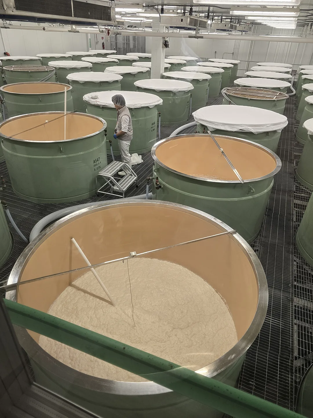 dasai blue sake production