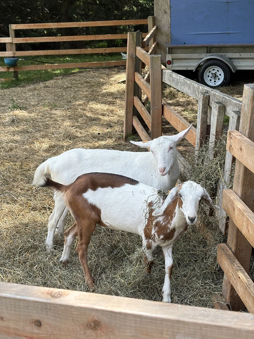 goats