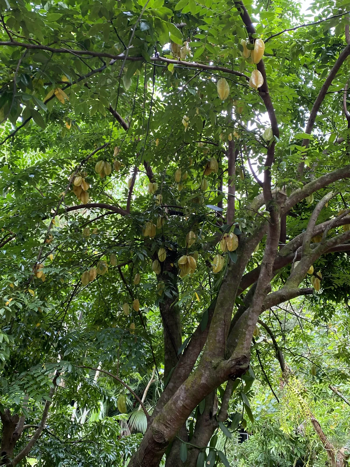 Lydgate Farms Chocolate Farm Tour