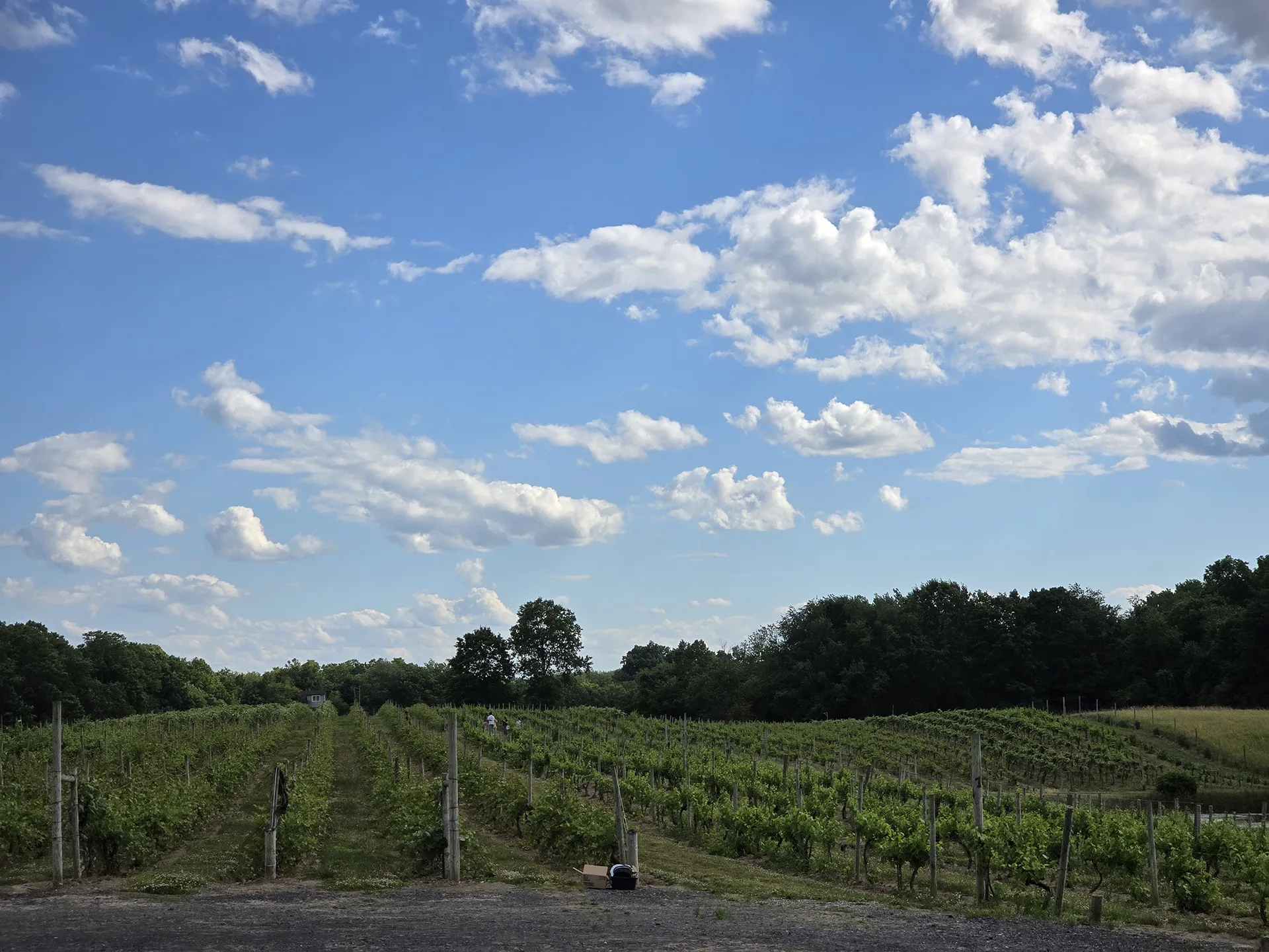 Magnanini Winery
