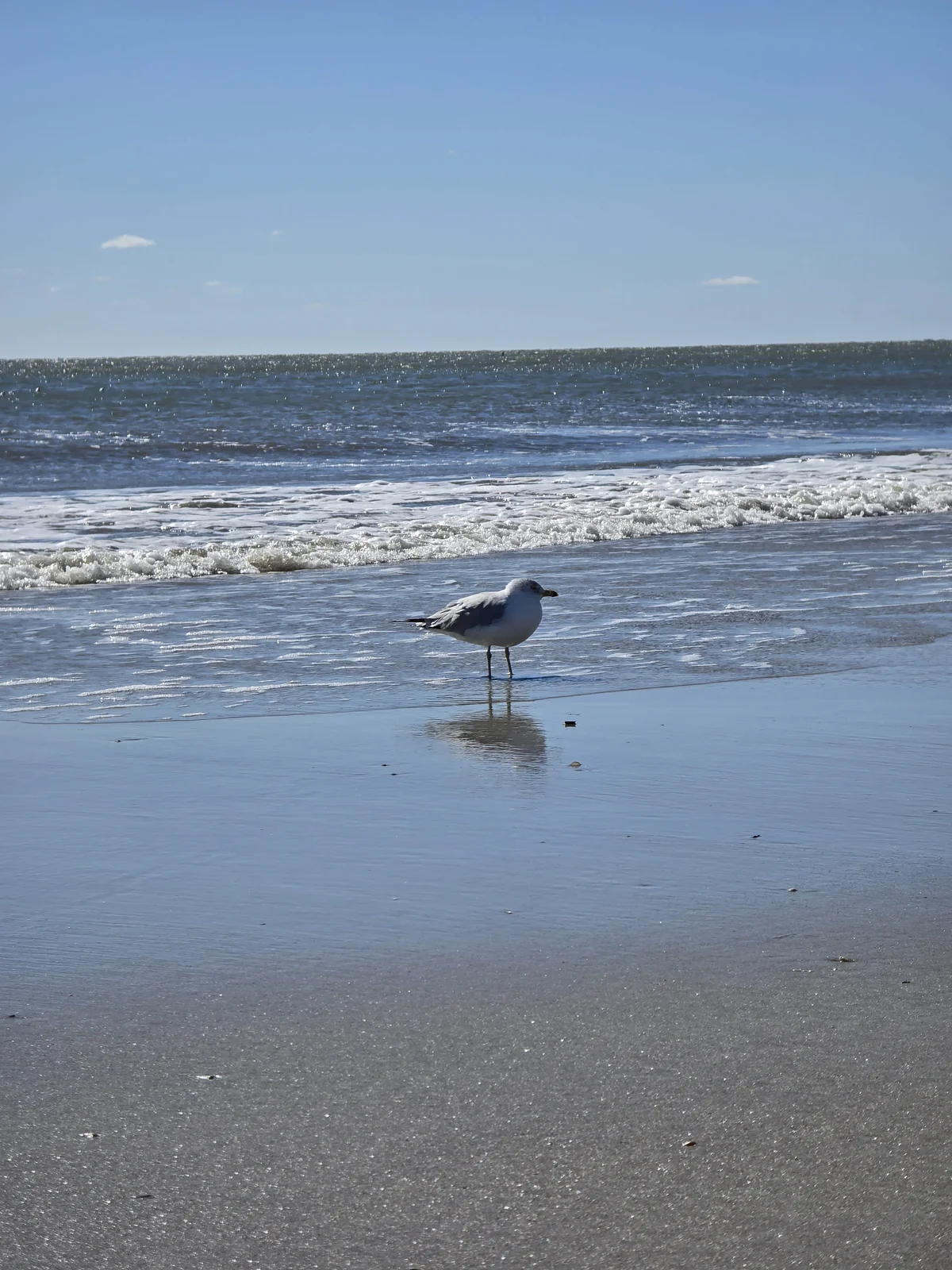 tybee island gull