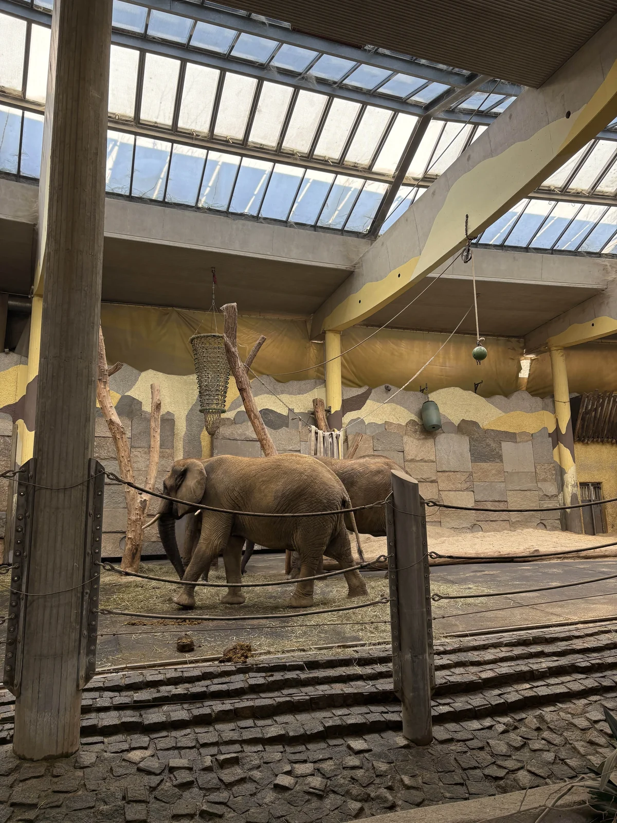 Schönbrunn Zoo elephants