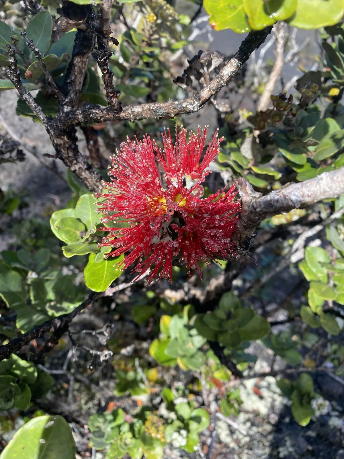 Hawaii Volcanoes National Park